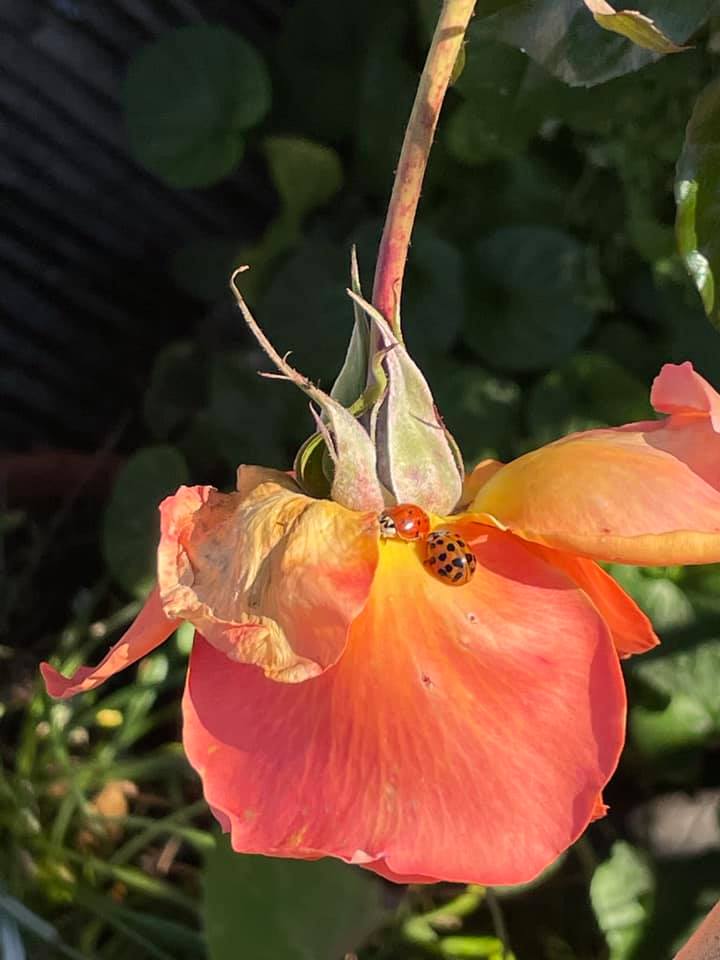 Roll On Scent, "Love" - 10 ml - Image 2